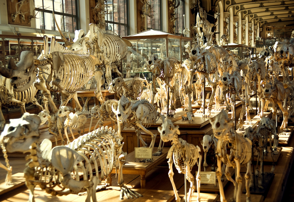 Wild Things At The Natural History Museum, Paris