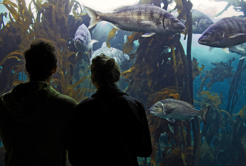 Aquarium City Sightseeing Cape Town, South Africa
