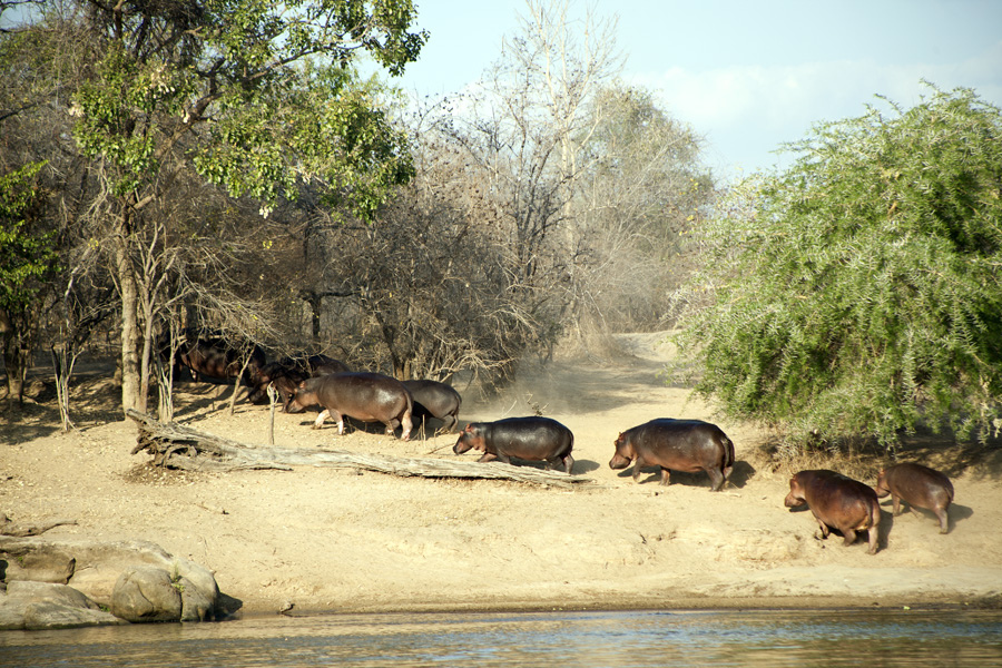 Hippos, Lukula Selous, Tanzania