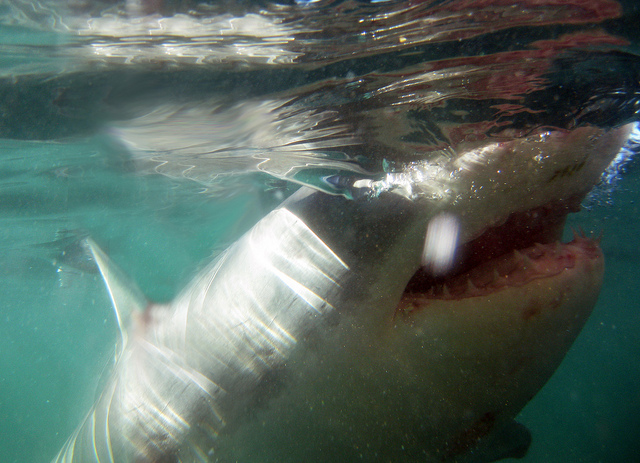 South Africa Shark Diving