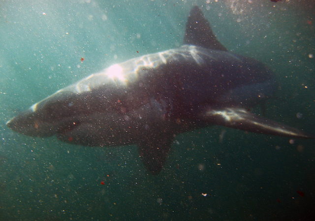 White Shark Project, South Africa