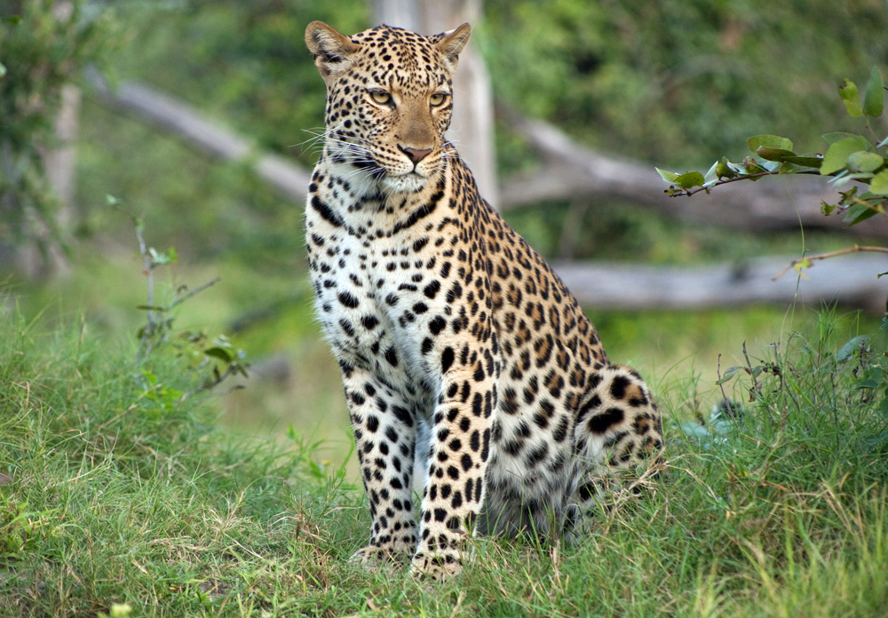 DumaTau Leopard, Botswana Safari Camp