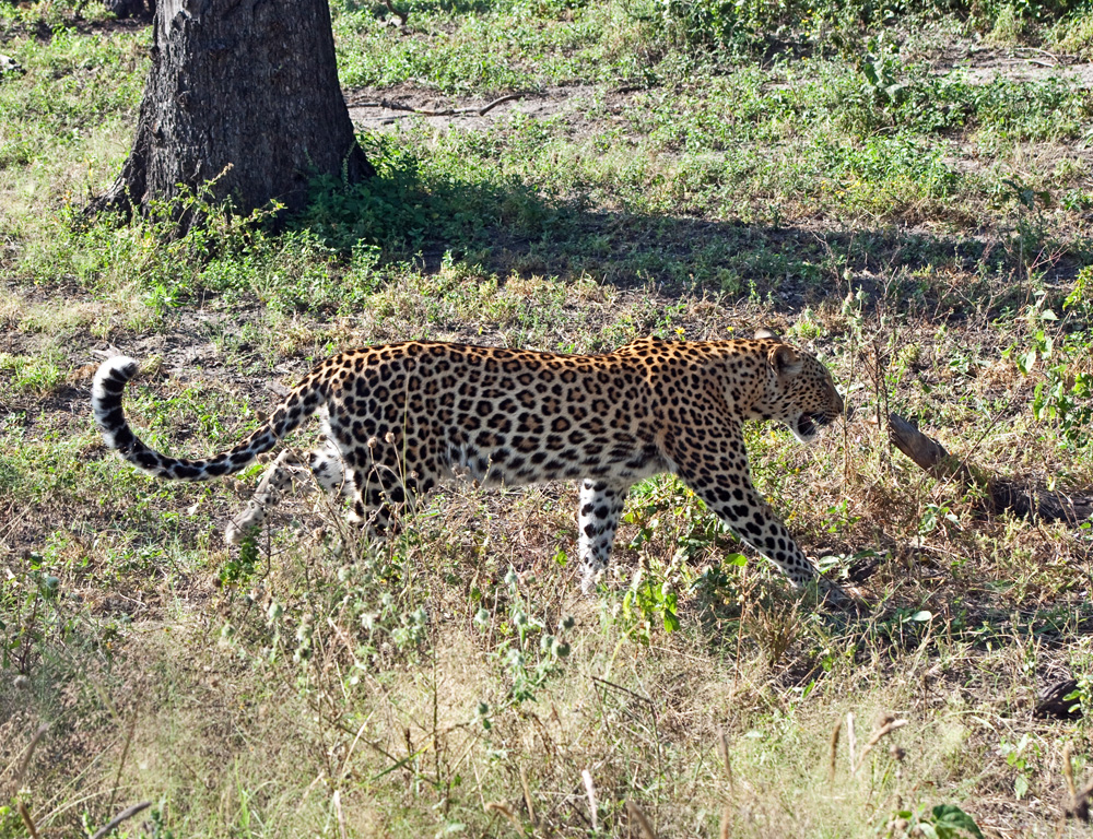 DumaTau, Botswana Safari
