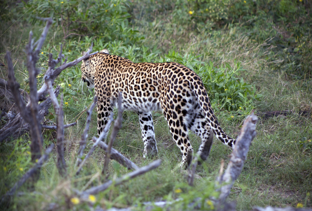DumaTau Leopard, Botswana Safari Camp