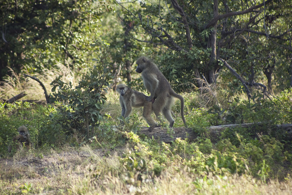 DumaTau, Botswana Safari