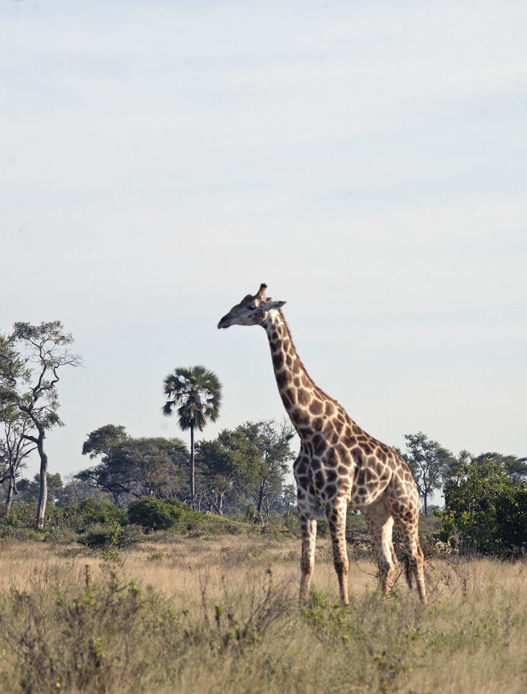 Zarafa Safari Camp, Okavango Delta, Botswana