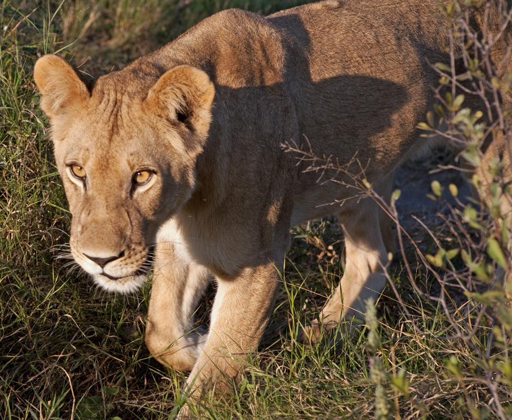 Lion Pride at Vumbura Plains, Botswana