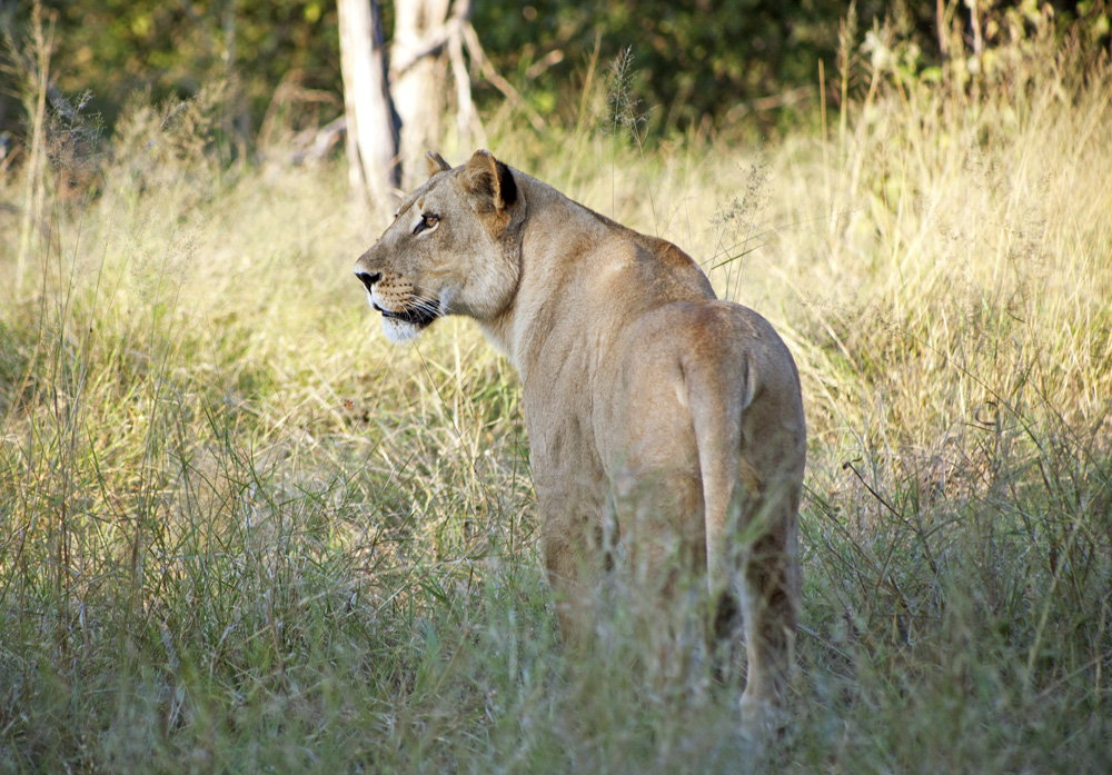 Lion Pride at Vumbura Plains, Botswana