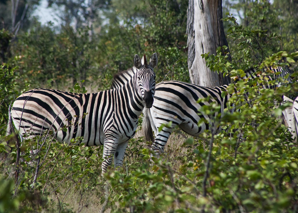 Vumbura Plains, Botswana Safari Camp