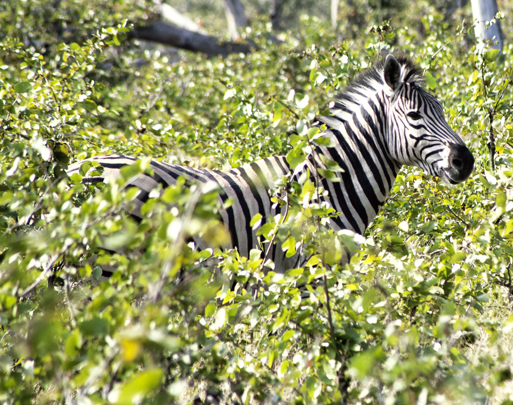 Vumbura Plains, Botswana Safari Camp