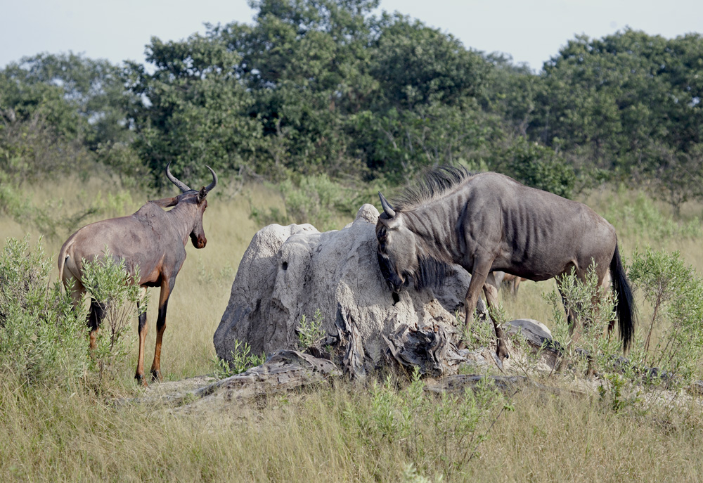 Zarafa, Botswana Safari Camp