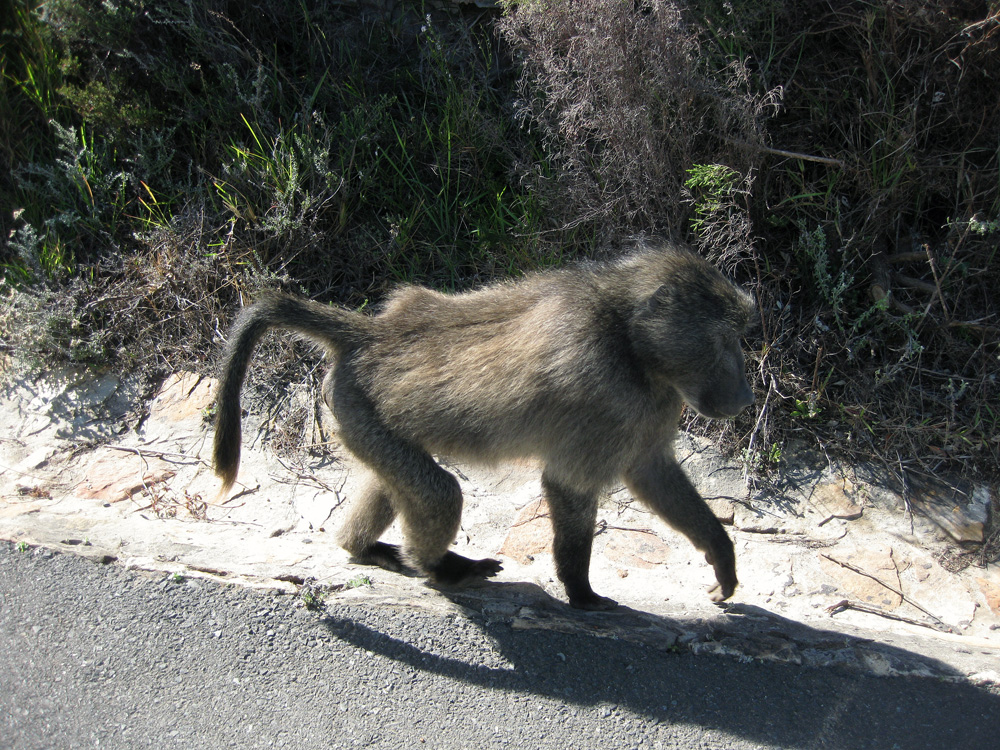 Baboon, South Africa