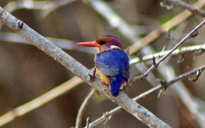 Lukula Selous, Tanzania