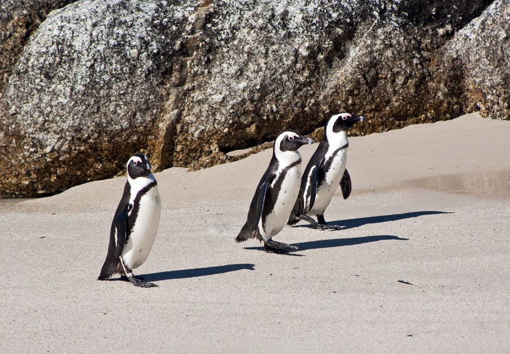 Boulders Beach Penguins, South Africa