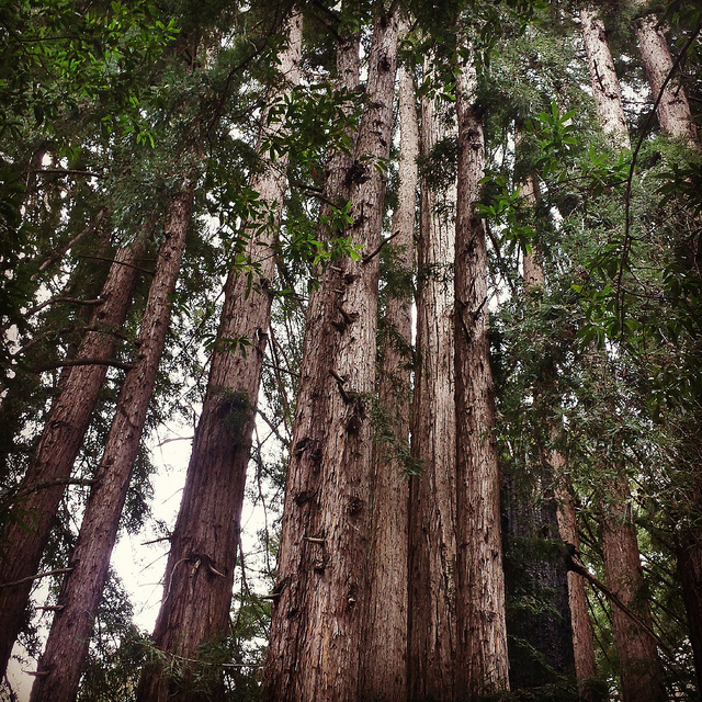 big-sur-california-redwoods