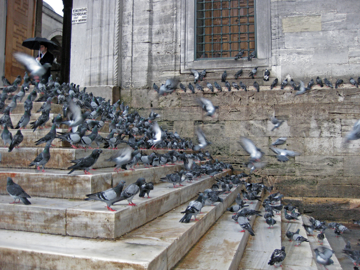 Birds on Steps, Istanbul, Turkey
