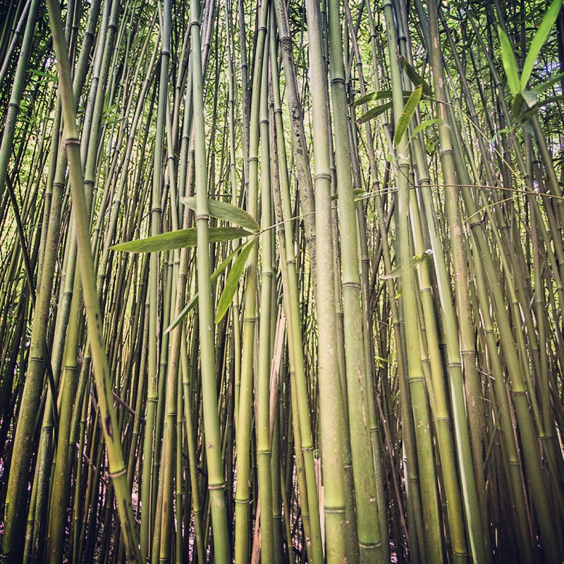 bamboo-forest-maui