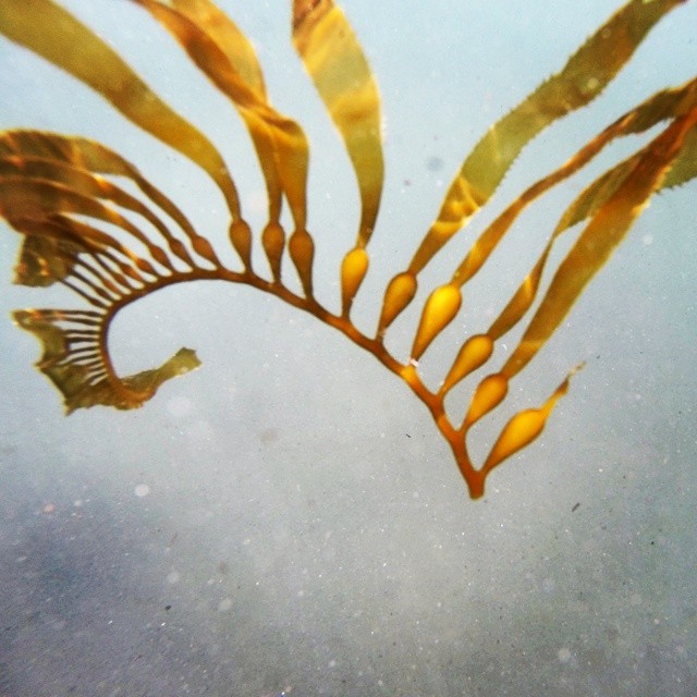 loon-point-kelp