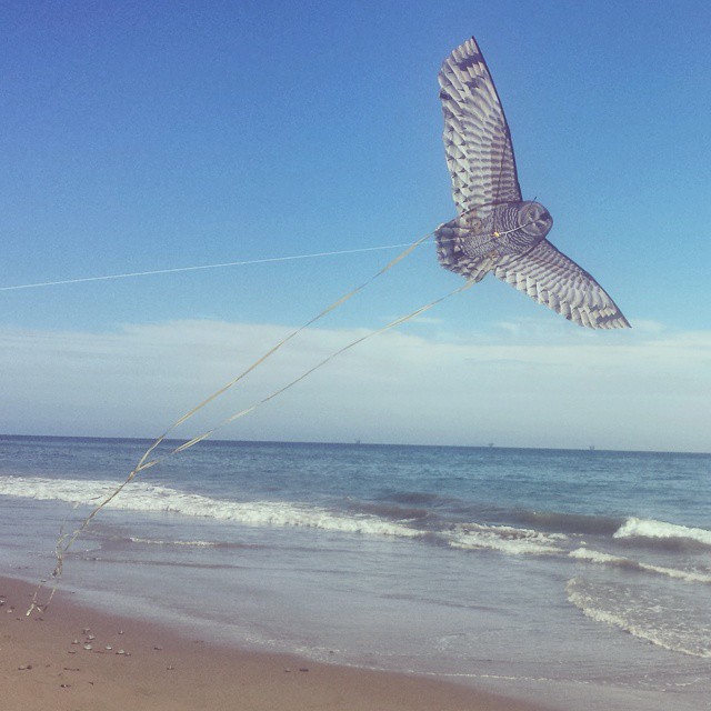 loon-point-owl-kite