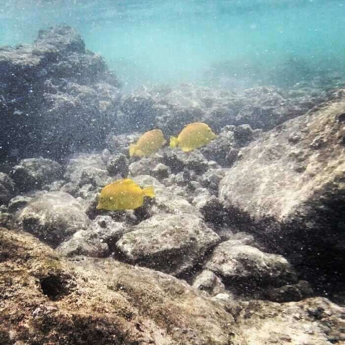 yellow-tings-snorkeling-maui