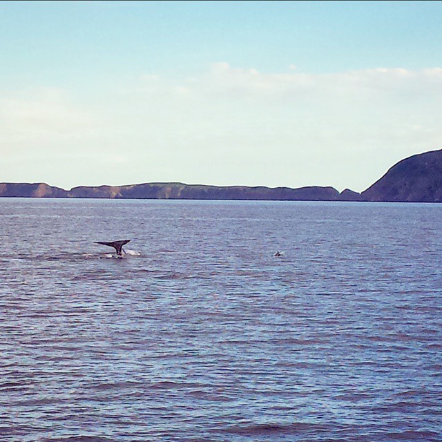 whale-watching-santa-barbara-channel